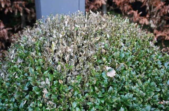 Daar gaat de buxus…de #buxusmot is in opmars! Hulp nodig bij bestrijding? #H4A Groen helpt u graag! #plaaginzeeland 
buff.ly/2D1YQhZ