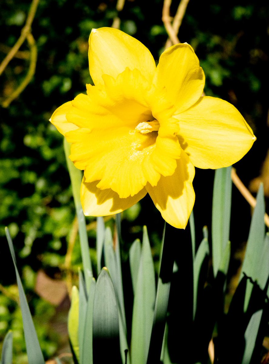 Mells Daffodil Day tweet media
