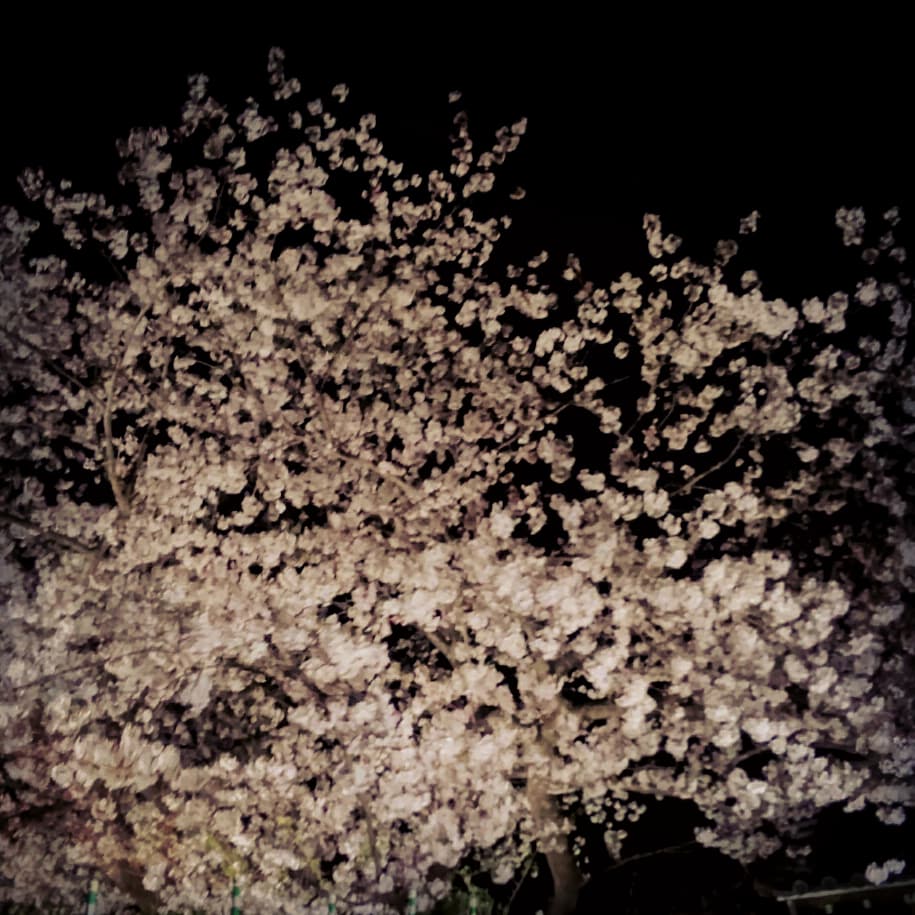 sekai0214's tweet photo. めっちゃ桜🌸綺麗だった！ https://t.co/HYVi5JYJTI