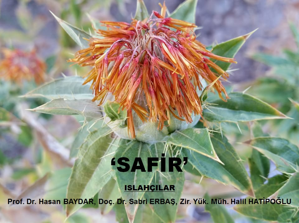 gaptaem's tweet photo. Yeni Aspir Çeşidimiz: SAFİR

Enstitümüz tarafından tescil başvurusu yapılan Aspir çeşit adayımız "SAFİR" Tohum Tescil ve Sertifikasyon Merkez Müdürlüğünde yapılan tescil toplantısı neticesinde tescil edilmiştir. Ayrıntılar İçin: https://t.co/4fHmbIdzqt https://t.co/6H1Xn6TDbO