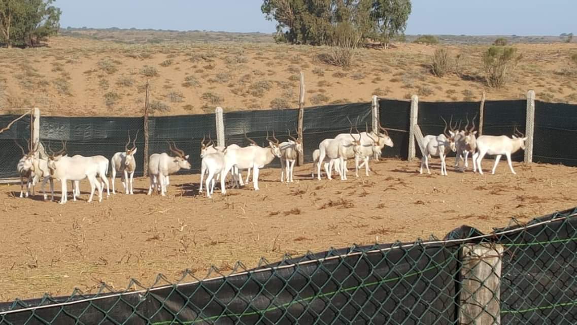 Rabatzoo's tweet photo. #RabatZoo a assuré l’encadrement technique d’une opération organisée par le #HCEFLCD visant la translocation de 20 addax (antilope saharienne en danger critique d'extinction) du parc national de Souss Massa vers la réserve M’hamid El Ghizlane. https://t.co/8NYIZyp83r