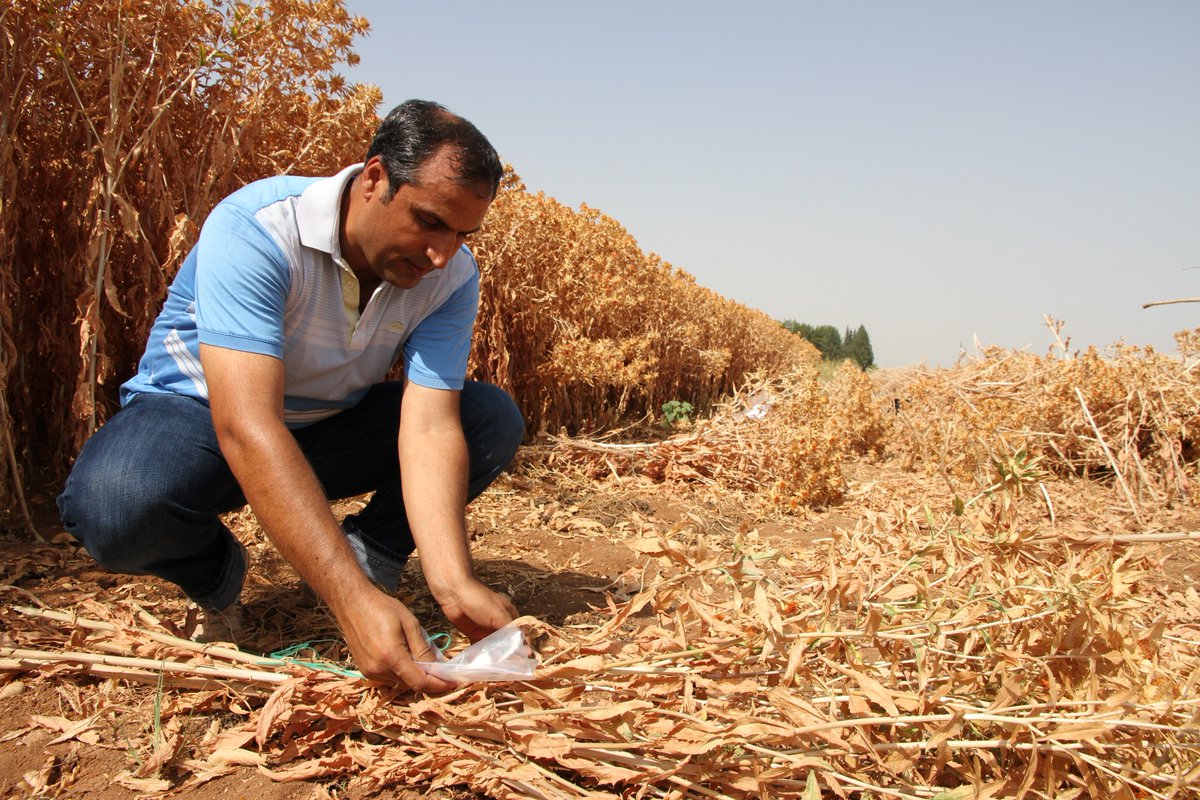 gaptaem's tweet photo. Yeni Aspir Çeşidimiz: SAFİR

Enstitümüz tarafından tescil başvurusu yapılan Aspir çeşit adayımız "SAFİR" Tohum Tescil ve Sertifikasyon Merkez Müdürlüğünde yapılan tescil toplantısı neticesinde tescil edilmiştir. Ayrıntılar İçin: https://t.co/4fHmbIdzqt https://t.co/6H1Xn6TDbO