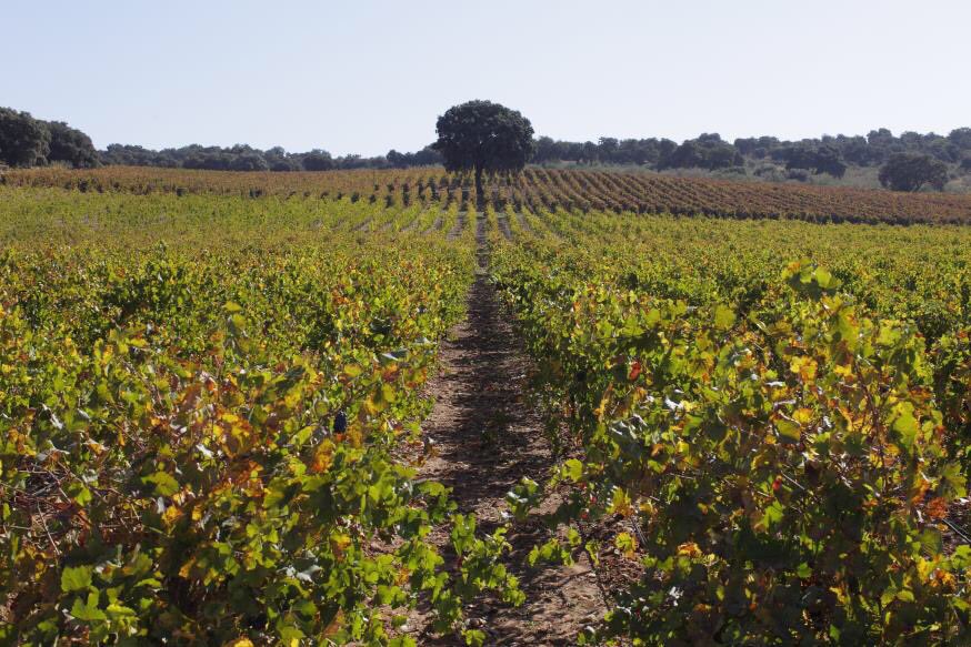 RT to WIN a hamper of 6 Spanish wines to celebrate the SWW! 🍷😍