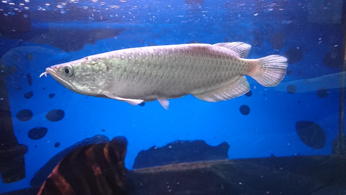 Aquarium The Shine Su Twitter ノーザンは保護色が強く出るので 白板水槽でストックするとこの通り 白板でノーザン飼うのも楽しいですよ プラチナノーザンバラムンディ Aquarium The Shine Su Twitter ノーザンは保護色が強く出るので 白板水槽でストックするとこの通り 白板でノーザン飼うのも楽しいですよ プラチナノーザンバラムンディ