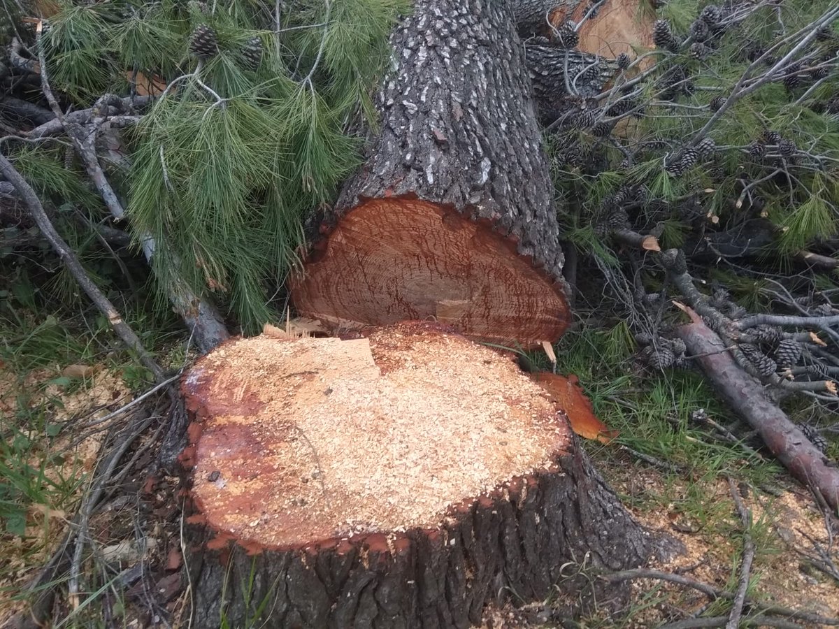 SOSterritorios's tweet photo. ⚔️🌳Las talas de unos 200 ÁRBOLES en terrenos propiedad de @emasesa, en El Carambolo, debería ir acompañada de su justificación y fundamentación, de las fichas de solicitud de apeos, y saber cuándo y cómo será compensado ecológicamente con nuevas plantaciones y reforestaciones🌿 https://t.co/oAgMs5JZXK