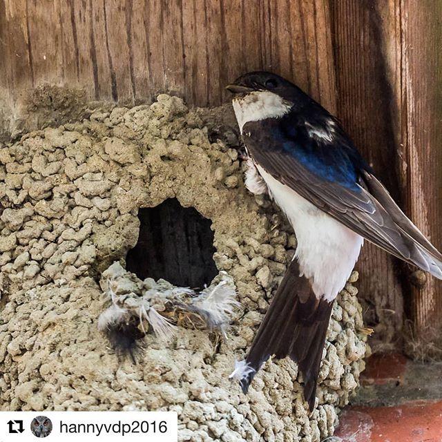 De Huiszwaluwen keren de komende weken (hopelijk) massaal terug naar ons land om te broeden #repost @hannyvdp2016 #voorjaar #huiszwaluw #vogelskijken = #vogelstellen #kolonie #kolonievogel #vliegendeorka #birds #vogelsinbeeld #vogelsinnederland bit.ly/2X0hpe3