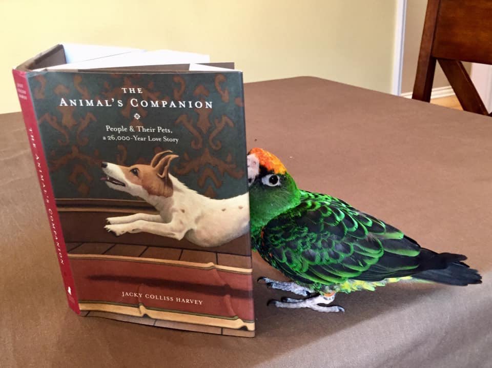 #TheAnimalsCompanion. The book with cross-species appeal! #parrots #nationalpetday #nationalpet