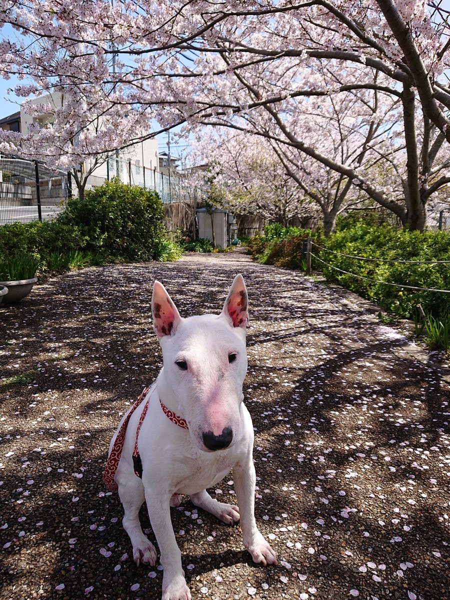 世界一可愛いブルテリア