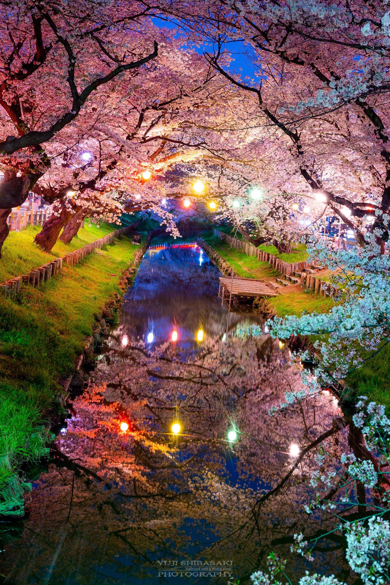 Yuji Shibasaki Photo 夜桜水鏡 川越氷川神社裏手の新河岸川 満開を迎えた桜まつり 無風で流れの無い水面に写し出されるは 提灯に照らされたもうひとつの夜桜 桜 夜桜 川越 川越氷川神社 新河岸川 埼玉県 T Co 2zcu0makvw Twitter