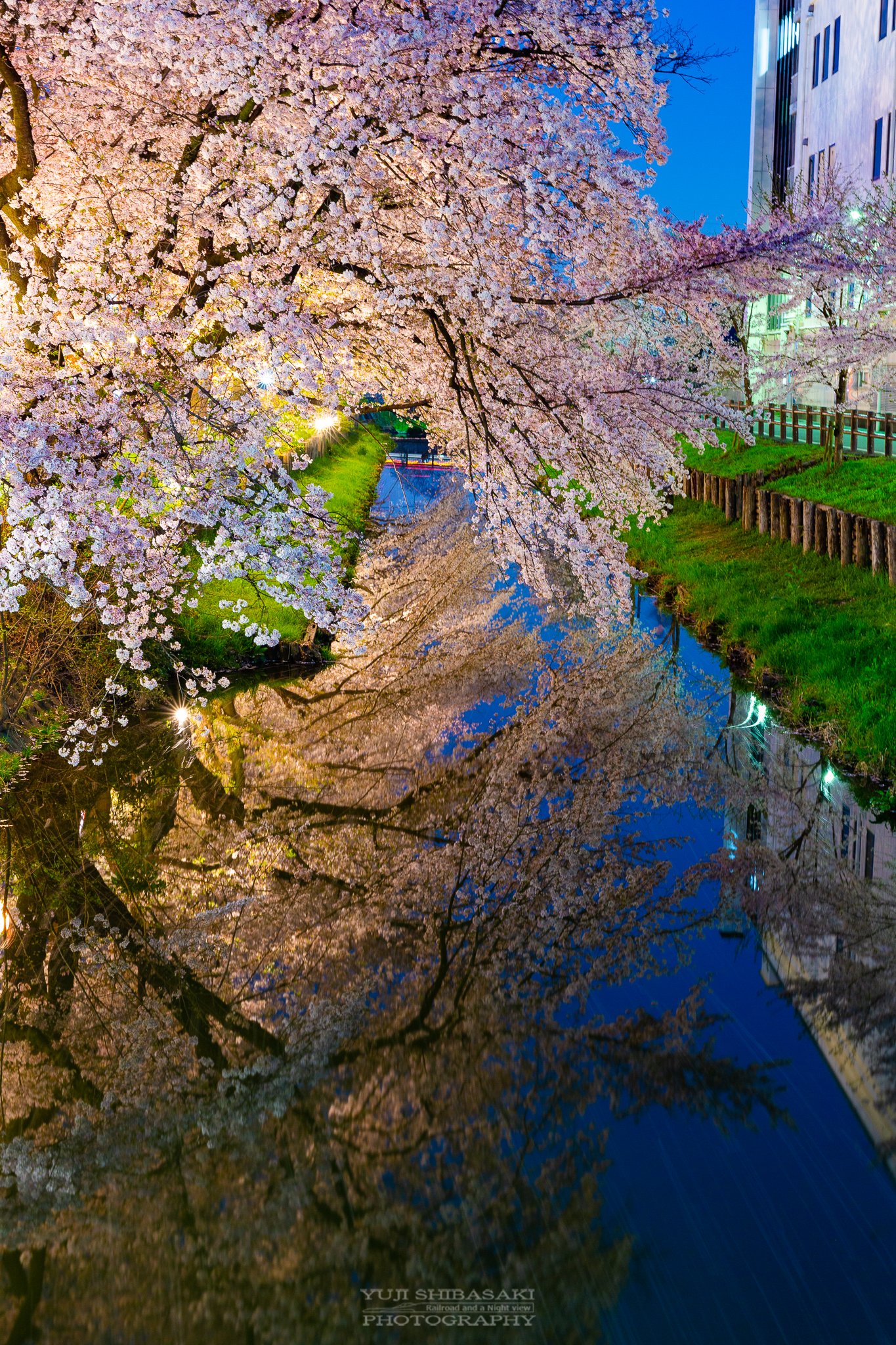 Yuji Shibasaki Photo 夜桜水鏡 川越氷川神社裏手の新河岸川 満開を迎えた桜まつり 無風で流れの無い水面に写し出されるは 提灯に照らされたもうひとつの夜桜 桜 夜桜 川越 川越氷川神社 新河岸川 埼玉県 T Co 2zcu0makvw Twitter