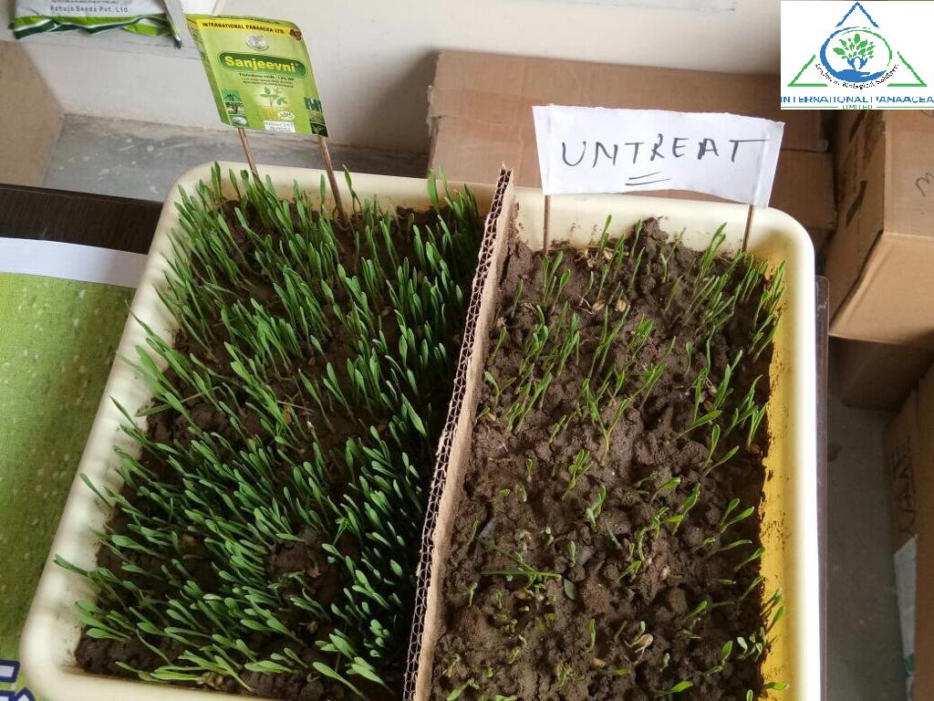 IPLBiologicals's tweet image. #Result of our product Sanjeevni treated / untreated
Demonstration of #Sanjeevni on #Paddy #seed
#Happyfarmer #Organicfarming #Vegetables #healthyfood #IPLbiologicals