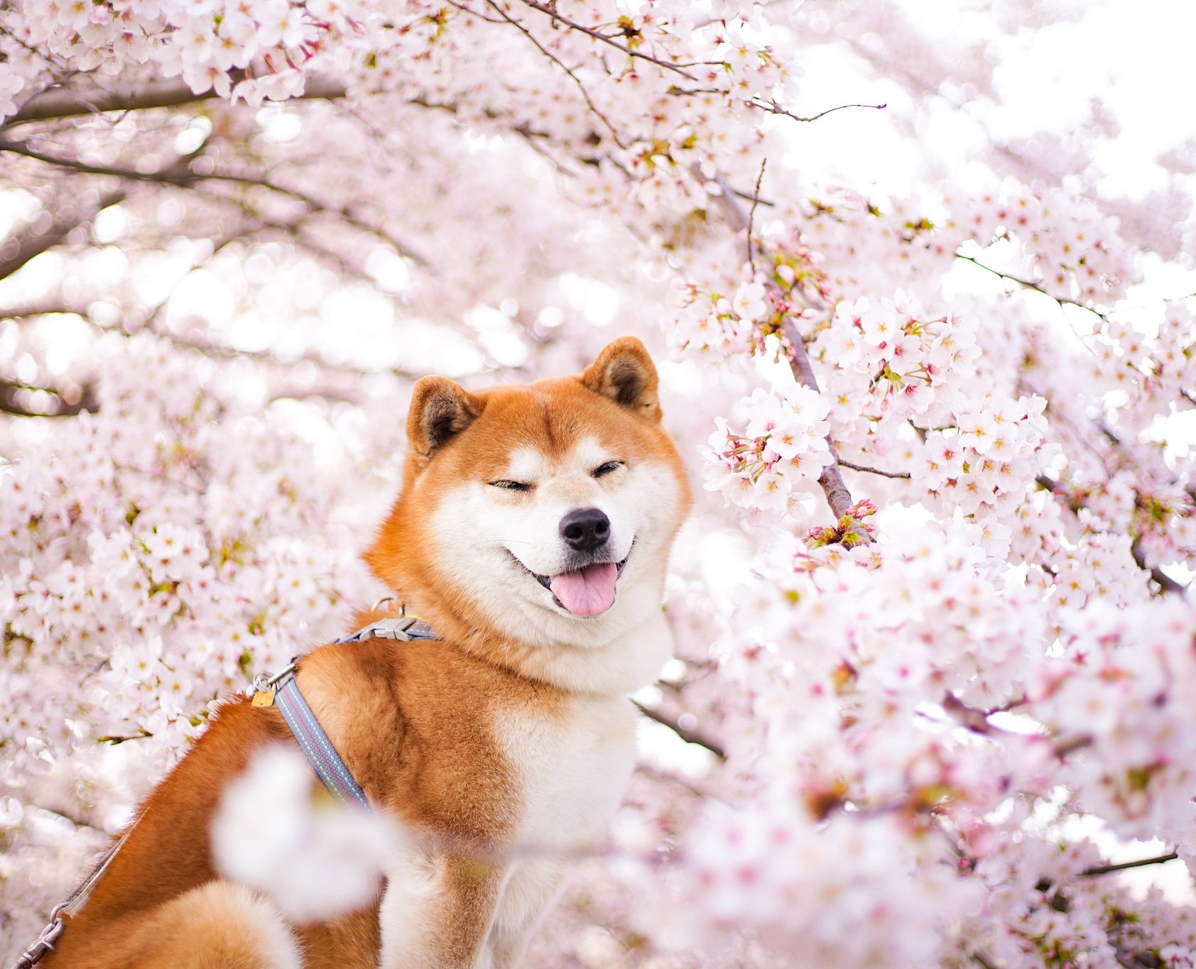 ゆき　(桜) 柴犬　後ろ姿　小物入れ ゆき (桜) 柴犬 後ろ姿 小物入れ ゆき様専用 (桜) 柴犬 後ろ姿