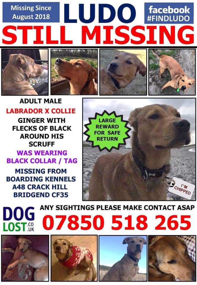 AlanDaffern's tweet photo. #FindLudo male #Labrador x #Collie. #Lost Boarding Kennels, #A48 #CrackenHill #Bridgend #CF35 . Ludo was last seen wearing a black collar and tag . A large #reward has been offered for his safe return .
If sighted please contact 07850518265.
Facebook group #FindLudo https://t.co/nG2nQ77np5
