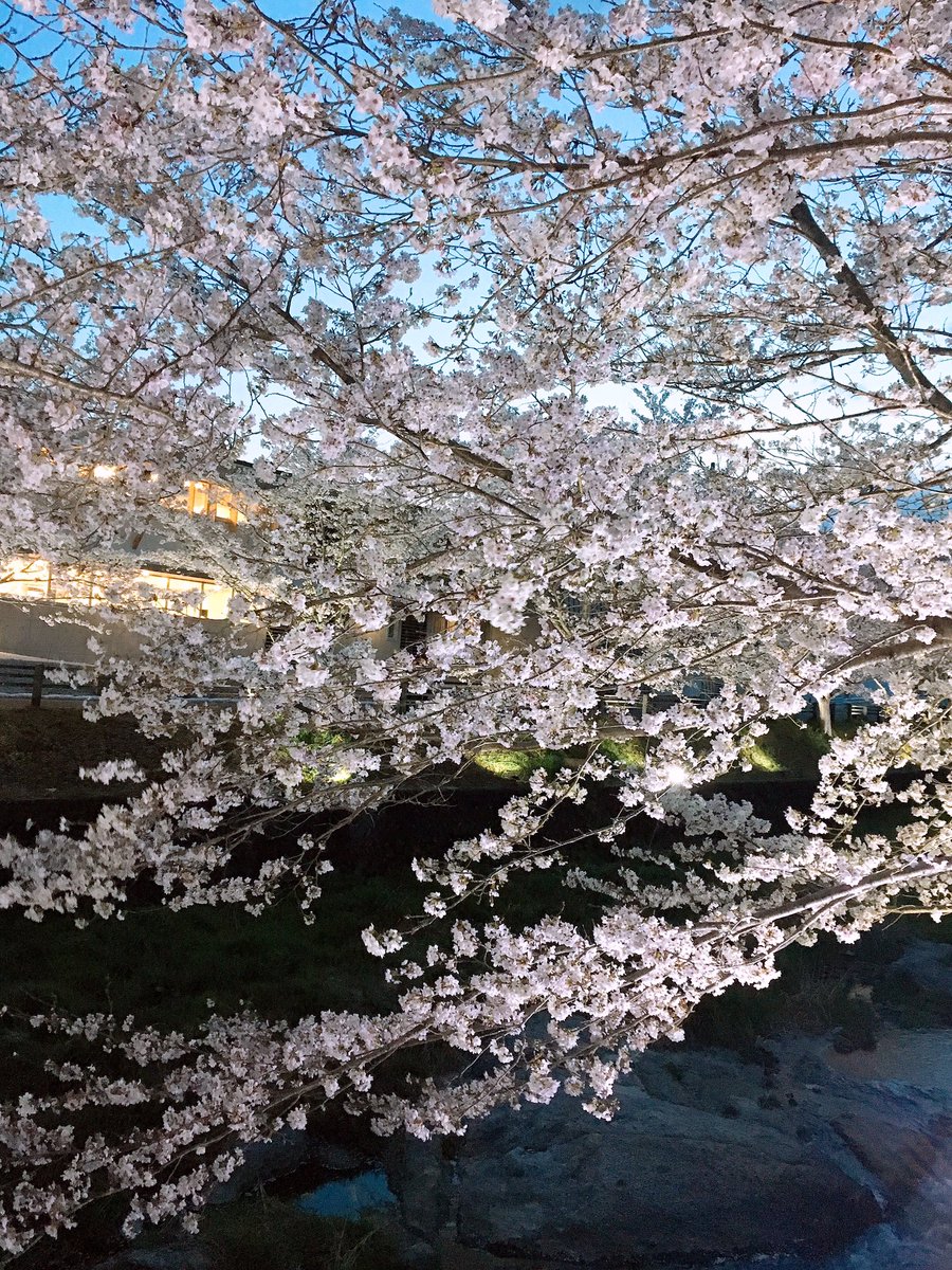 fxagdLDaO2KluLY's tweet photo. サクラのライトアップ✨
幻想的なのです！
...でも、花粉症がツラいです( ´•̥̥̥ω•̥̥̥`) https://t.co/xg9VRyX2ZH