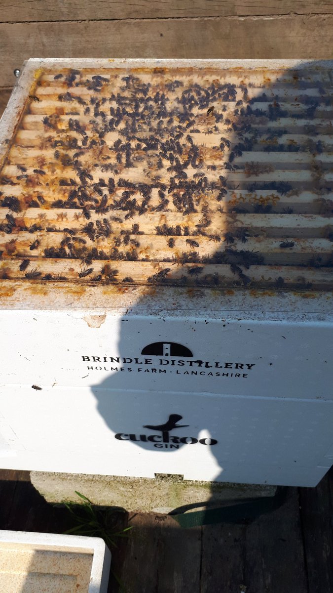 thebeecentre's tweet photo. The bees @CuckooGin need more room. Lots of delicious #lancashire honey being made on the farm ready for the #sunshinegin. Great hayfever cure. @VisitLancashire @SamlesburyHall @elancschamber @NWLChamber @NorthWestFDMB @britishbee @margaretginman https://t.co/lEVJxvrCnY