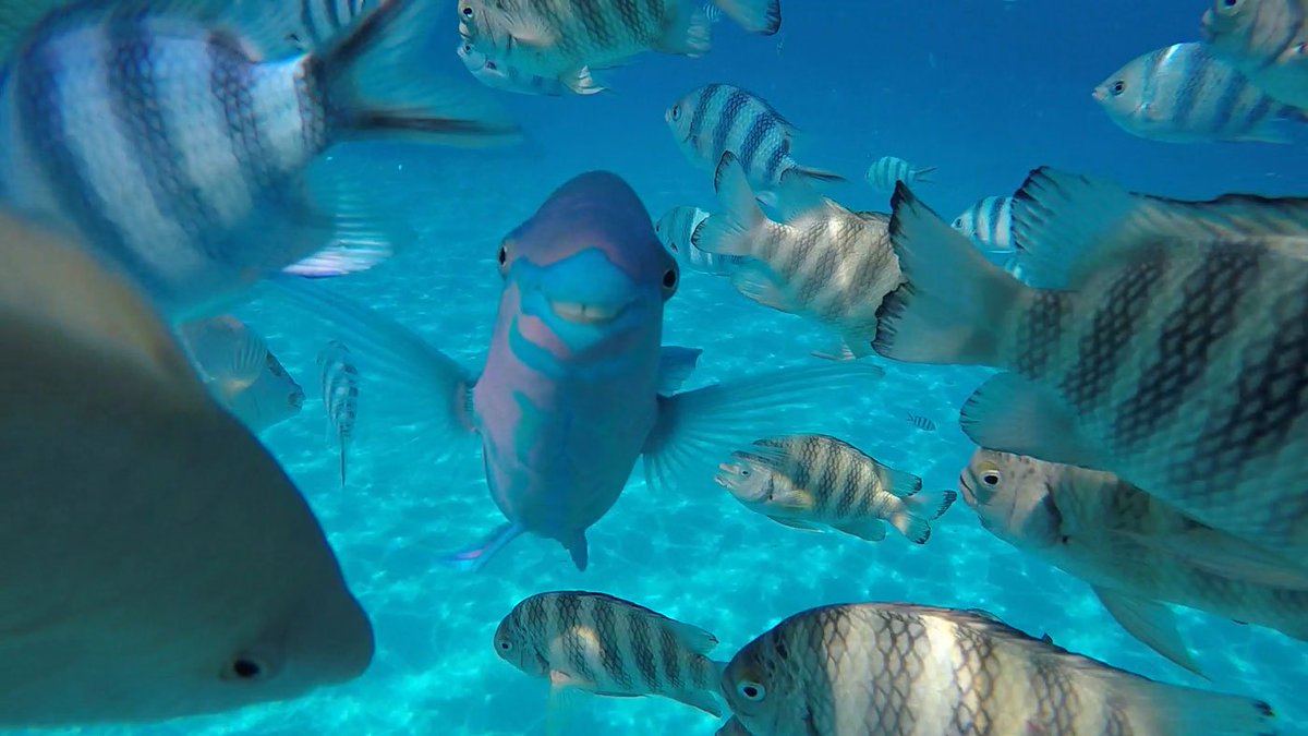 TUIDeutschland's tweet photo. Wer würde davon nicht träumen? Eine Dienstreise in die #Südsee. 🐠🌏💦 Ihr wohl aufregendstes Erlebnis, das sie in ihrer TUI Laufbahn bislang hatte - Kollegin Eva stellt euch auf dem #TUIBlog das friedvolle Paradies #FranzösischPolynesien vor: https://t.co/aLikyNz9aq https://t.co/BjBDiJxS8X