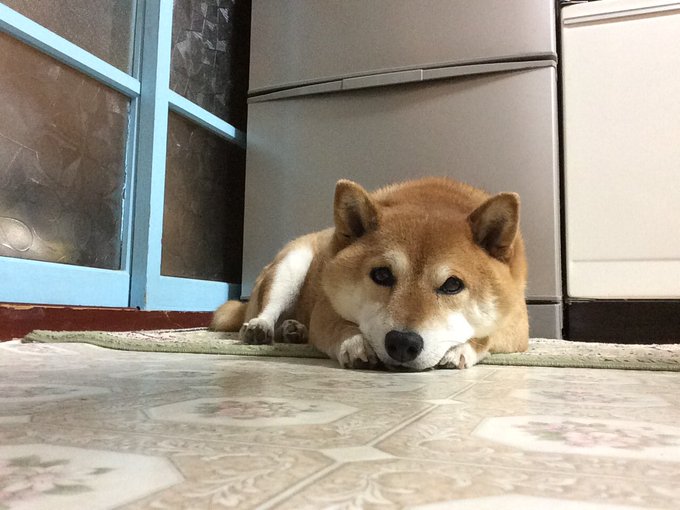 犬の 高画質 のtwitterイラスト検索結果