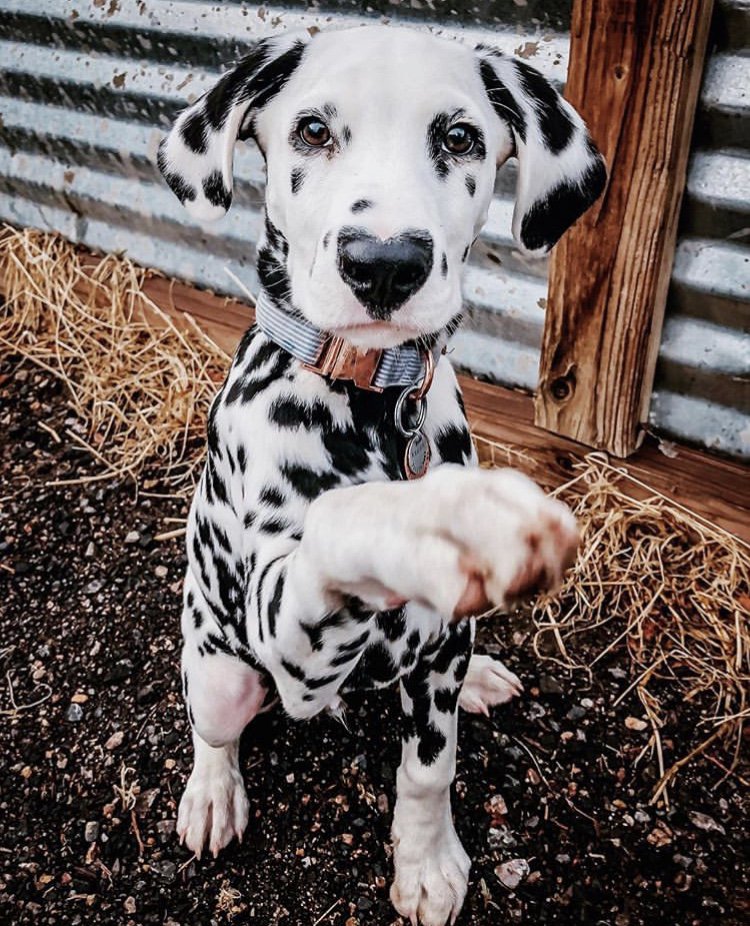 Dog__360's tweet photo. Happy Monday! You got this #MondayMotivation  🐾 
•
•
•
Tag a friend who would enjoy this 📸 Ig @hi.wiley • 📦 Save 10% off your next order with promo code “POOCH360”  ➡️https://t.co/lqYMmaqpjW #dog360 https://t.co/Dgko4qr8sw