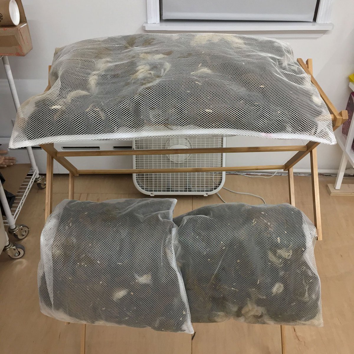 laurasplan's tweet image. washing llama fiber for a while...∞🛁∞...&amp;amp; spending a lot of time 🤓 youtube tutorials. 1 bag down, a few more to go. Next stop: hand carding.
.
.
.
.
#llamafiber #llamawool #alpacafiber #alpacawool #wool #fiberart #textileart #washingwool #dryingwool #studioview #artiststudio