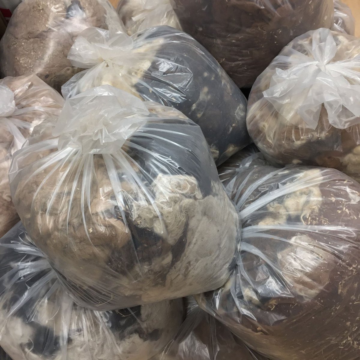 laurasplan's tweet image. washing llama fiber for a while...∞🛁∞...&amp;amp; spending a lot of time 🤓 youtube tutorials. 1 bag down, a few more to go. Next stop: hand carding.
.
.
.
.
#llamafiber #llamawool #alpacafiber #alpacawool #wool #fiberart #textileart #washingwool #dryingwool #studioview #artiststudio