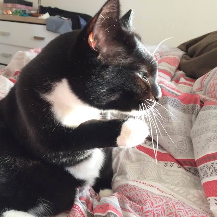 SharonBarrynews's tweet photo. @Number10cat @TreasuryMog @PalmerstonCat @HMCabinetCat Please, help find Enzo - missing from St Mellons, Cardiff, home, since March 26. Distinguishing feature: he's a three-legged hero and a much-loved feline to owner @LisaJonesJourno and entourage. Thanks. https://t.co/OqyZWYHlFI