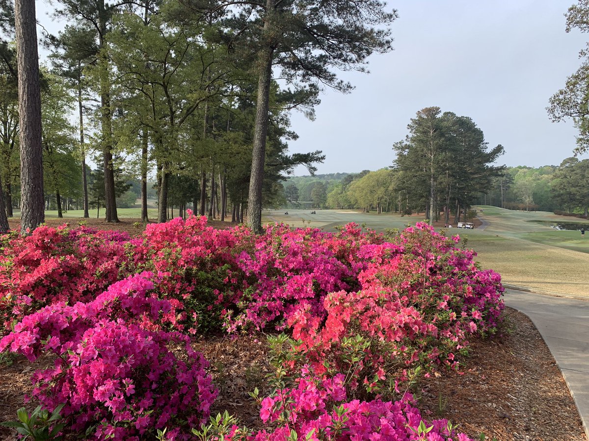 CoachDrinkard's tweet photo. Beautiful morning‼️ Thank you to @BrickyardGC for hosting @MercerWGolf Azaleas are in full bloom. #Brickyard19 https://t.co/kasGRDXa2a