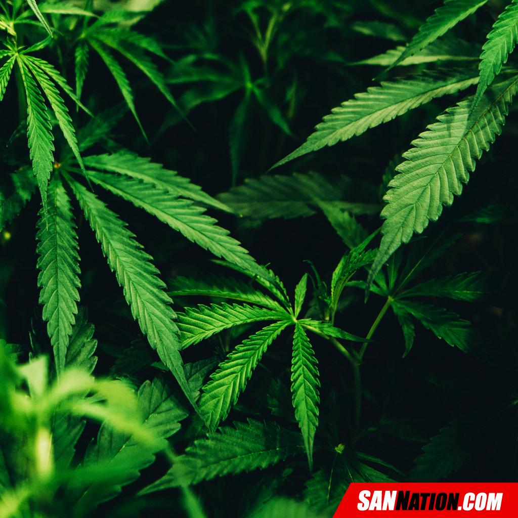 You've no doubt seen CBD oil talked about all over the internet, but we're here to simplify the questions of what it is and what the benefits are. Read about it here: sann.net/health-benefit…