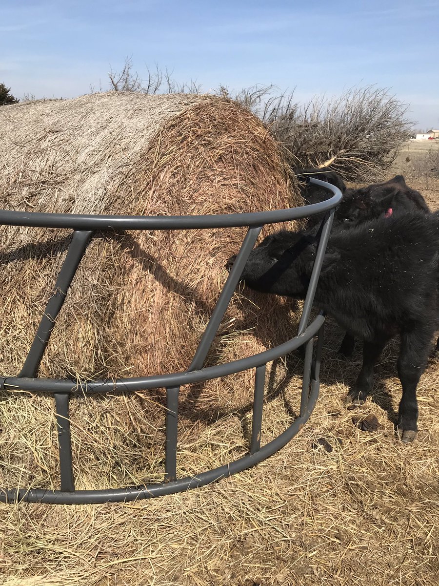 HouseCattle's tweet image. This season is almost, thank God! Ready to get these guys on green pastures and watch these calves grow!
#BusinessBreed #EatBeef