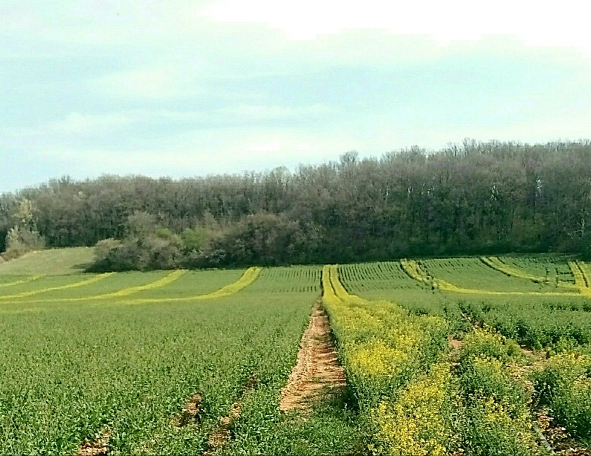 En cette période de floraison du colza, l'<a href="/AnamsoAssos/">ANAMSO</a> propose des journées d'animation terrain d'ouvertures de ruche. Réunir #apiculteurs, #agriculteursmultiplicateurs et #établissementssemenciers autour de la #pollinisation pour un partenariat gagnant-gagnant. 
#homabeilles