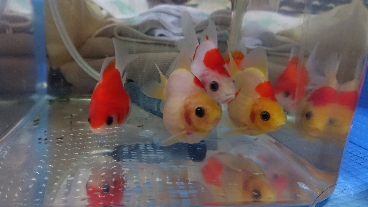 福だるま 福だるま