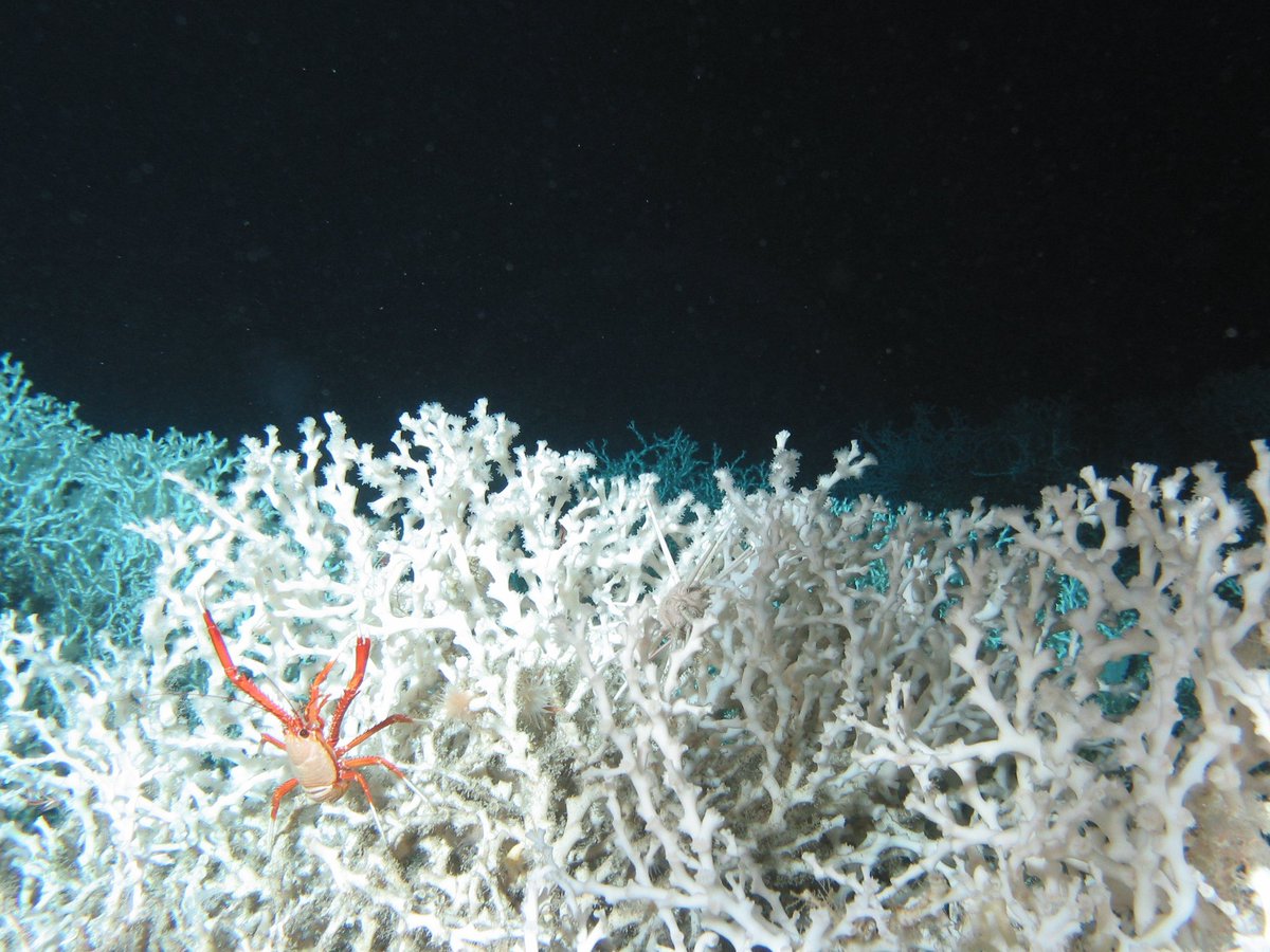 The dominant deep coral in region is Lophelia pertusa, the most common deep coral in North Atlantic. The bright red squat lobster (Eumunida picta) is often seen among the live coral colonies, with their arms raised to grab anything edible that passes by.