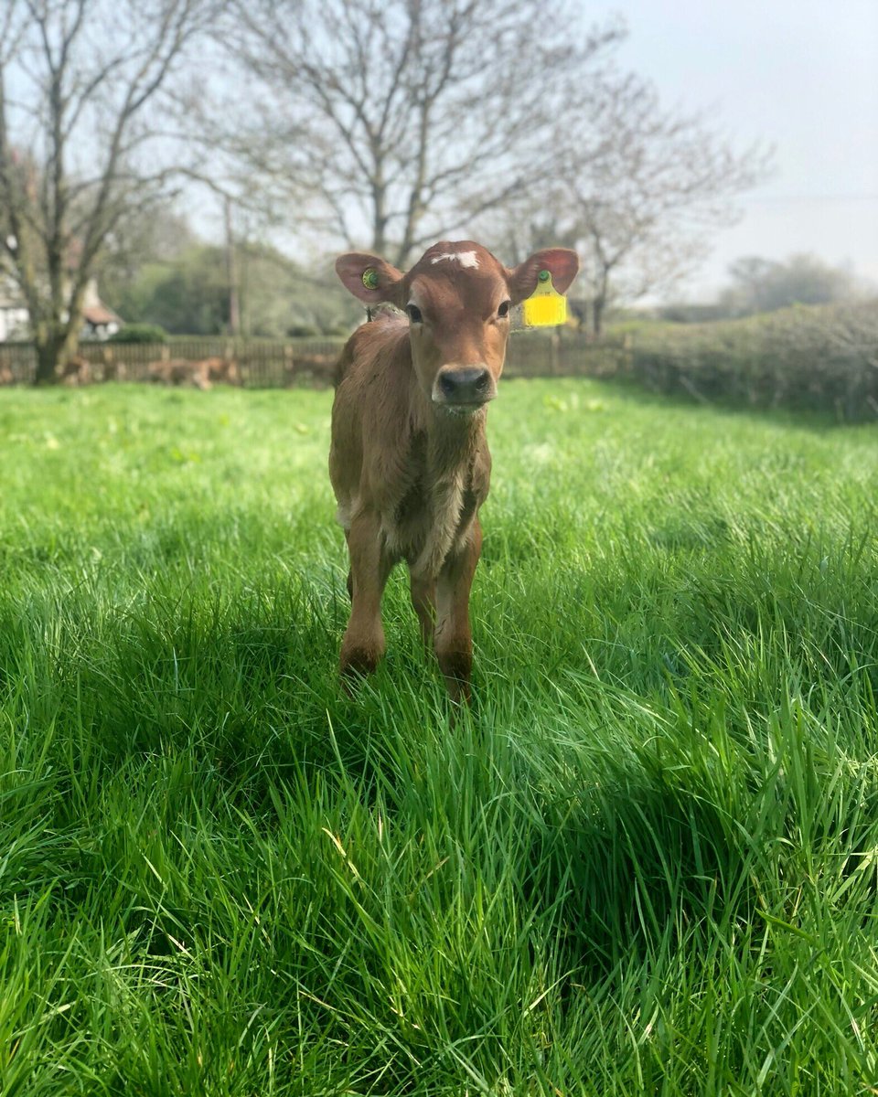 These days make everything worth it 🥰 happy girls on their first day out at grass #jersey #heifer #calf #cholmondeley #calving19 #cheshire #dairy #teamevo #springcalving