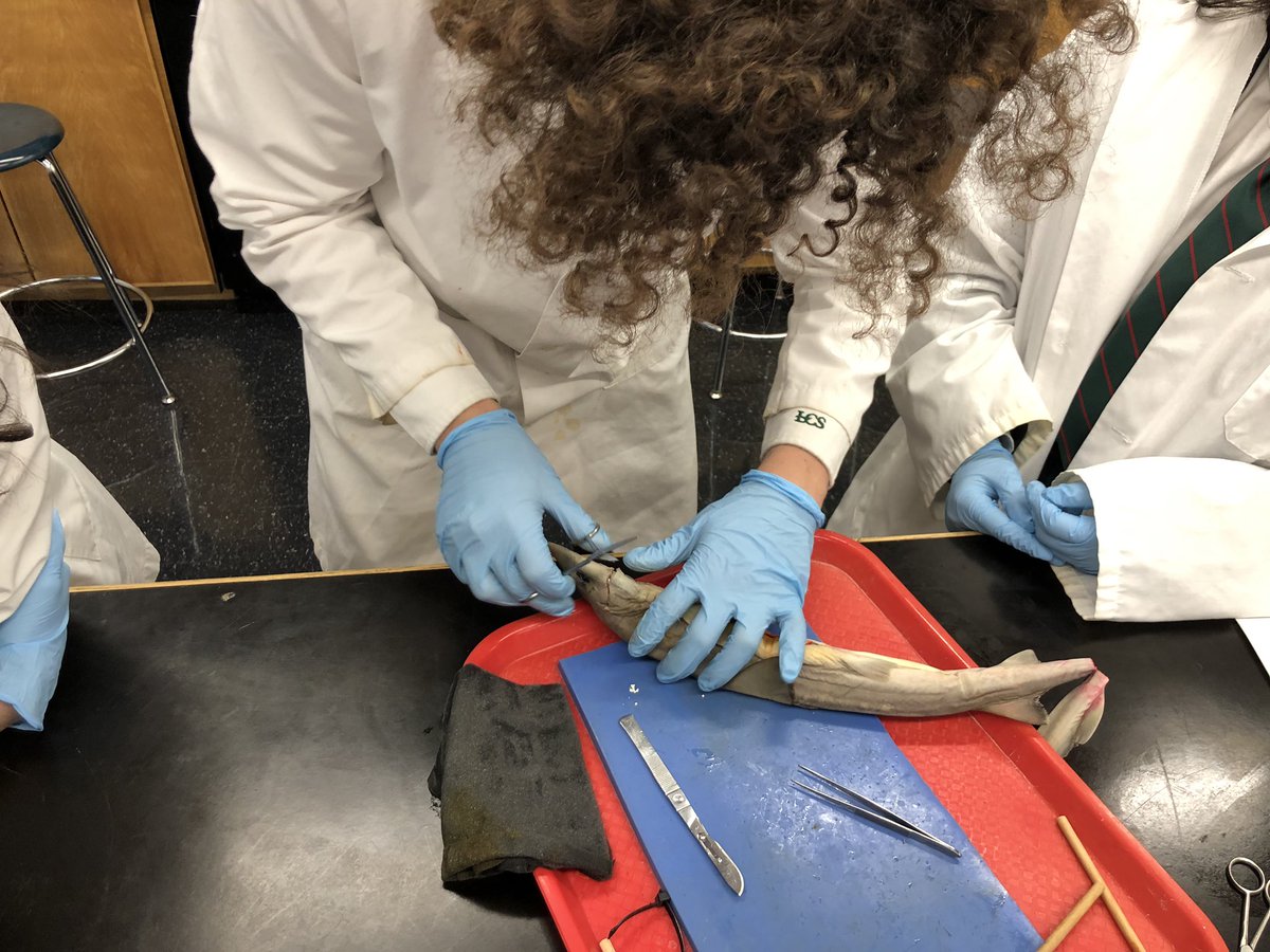 trollwag's tweet photo. Dissection day at @LakefieldCS. #LCSBio https://t.co/y3p15egio8