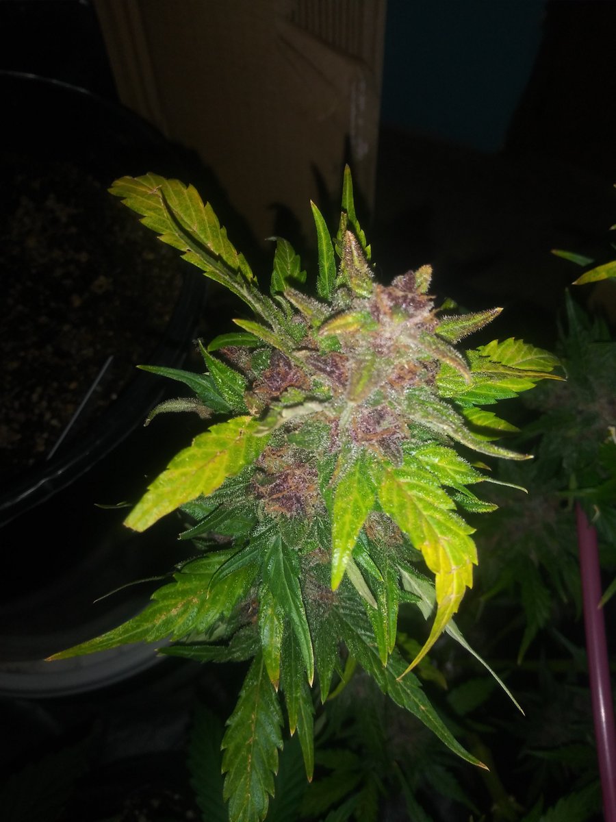 Duties call #cannabiscommunity 1 girl to flush and a few to feed.
Have a #blessed day
#growyourown #darkhorsegardens #cannabissaveslives