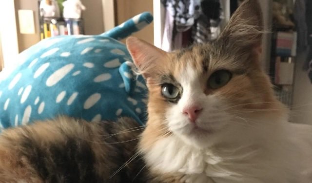 StuffCatsWant's tweet photo. *Cat Of the Week - Athena - April 8th, 2019*

Meet Athena! After a surgical procedure to correct a painful mouth condition she was like a cat reborn! Now her one silly fang is her call sign...

#cat #Cats #meow #meowmeow #CatOfTheWeek #CatsOfFacebook

https://t.co/YJoOvsjrs5 https://t.co/CGWIBC9olF