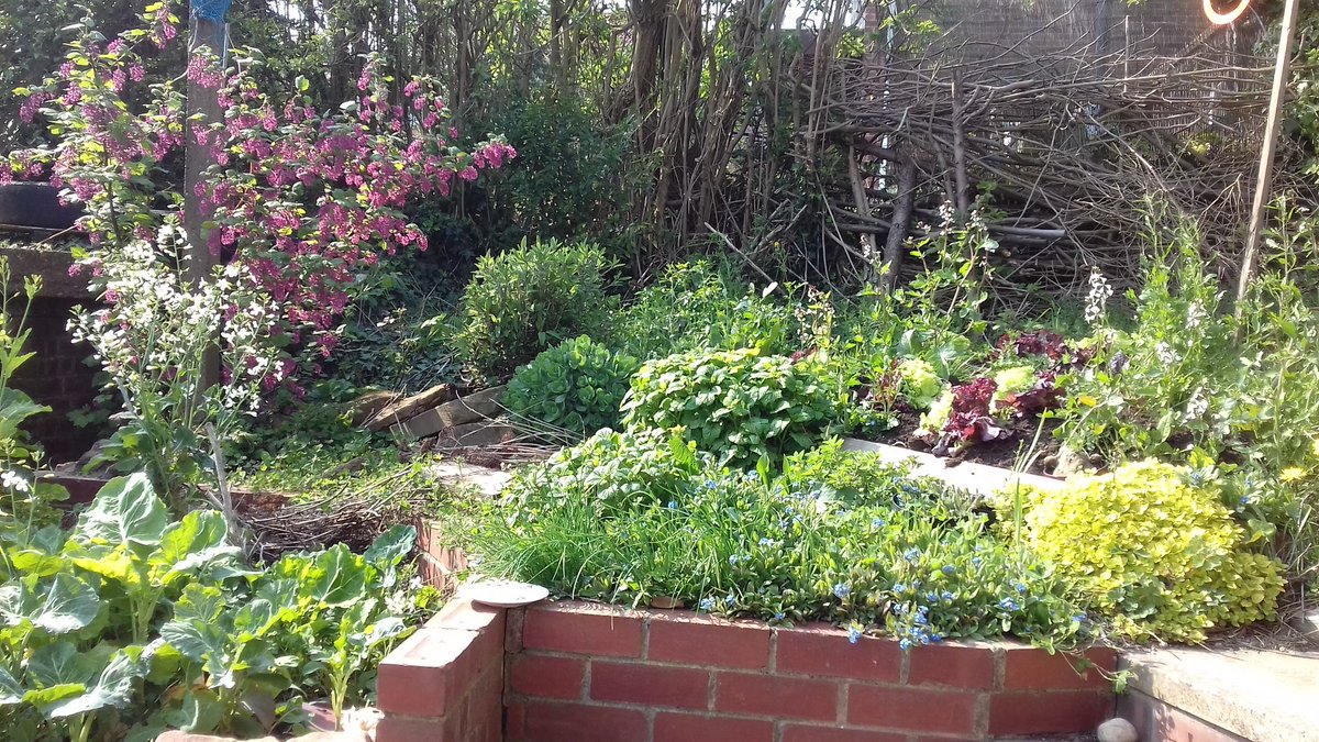 End of winter salads and fresh new growth in the edible house garden #ediblegardens