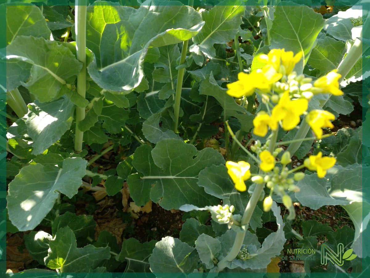 DeSangosseIB's tweet photo. Colza de secano en la provincia de #Gerona, asesorada por nuestro distribuidor #AgrícolaiNaturaClotas,
A pesar del estrés provocado por la falta de agua, el cultivo está en muy buenas condiciones gracias a la aplicación de #Primostarpmx en siembra y la aportación de #CigoBComplex https://t.co/fhwY92f2V3