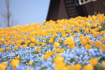 超広角レンズ 望遠レンズでネモフィラとチューリップを撮る 鶴見緑地公園のネモフィラ畑 Etoile Studio
