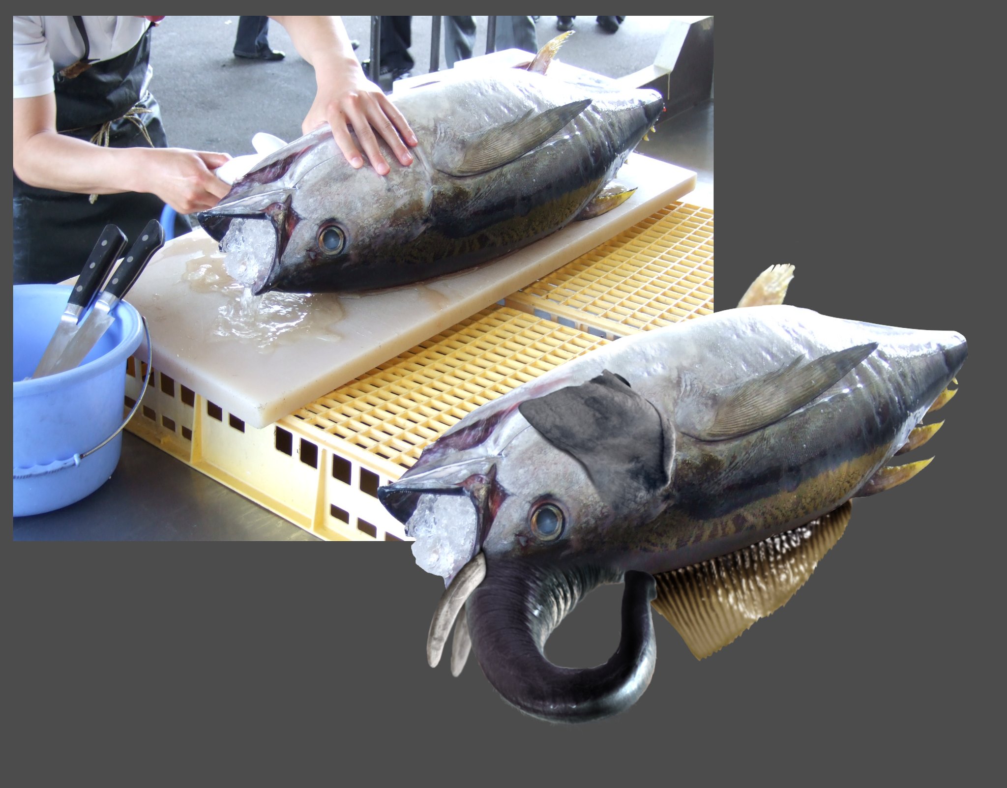 暁 あきら カメラ No Twitter サンジ君のお料理合成やるために マグロ解体ショーのフリー素材からエレファントホンマグロ作ってみたぞ けっこう良くない 柄はどうやっても自然な感じにならなくて困ってる もうこのままでいいかな