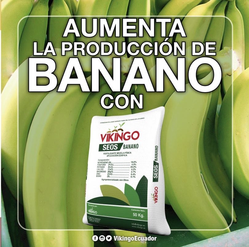 VikingoEcuador's tweet photo. Solo con VIKINGO SEOS BANANO podrás alcanzar récords de producción en Banano. #fertilizantes #banano https://t.co/VaNbl8PEbH
