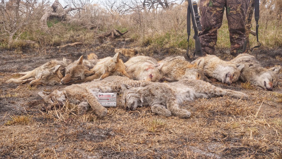 DruryOutdoors's tweet image. The boys went to WORK in Texas and put the VarmintX @winchester to extreme use!!! A lot less fawn killers and turkey egg consumers. Do you practice predator control on your land??? #predatorcontrol #texas #winchester