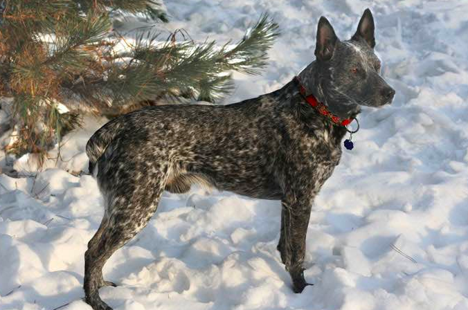 canadian cattle dog