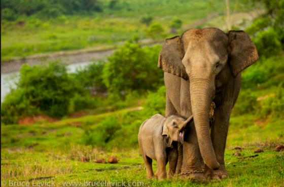 FLHS_agriffin's tweet photo. Due to #deforestation in Indonesia we humans are releasing vast amounts of #carbon into the atmosphere  Carbon is stored in these plants and when we burn the forests we are releasing this carbon into the atmosphere and are destroying the #Leuser enviorment. #SaveSumatra🐘🐅🦏🌏 https://t.co/Y0gdYGqkZU
