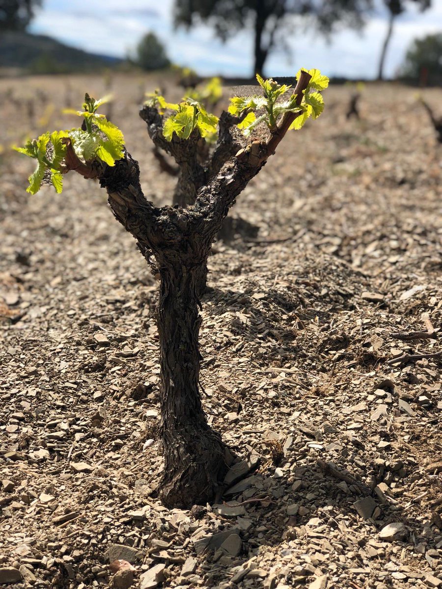 CalidoscopiVins's tweet photo. Un matí a @MasMartinet amb Sara Pérez. Camí Pesseroles, La Figuera, enamorats del Priorat 💚 https://t.co/neo8dpF2Qp