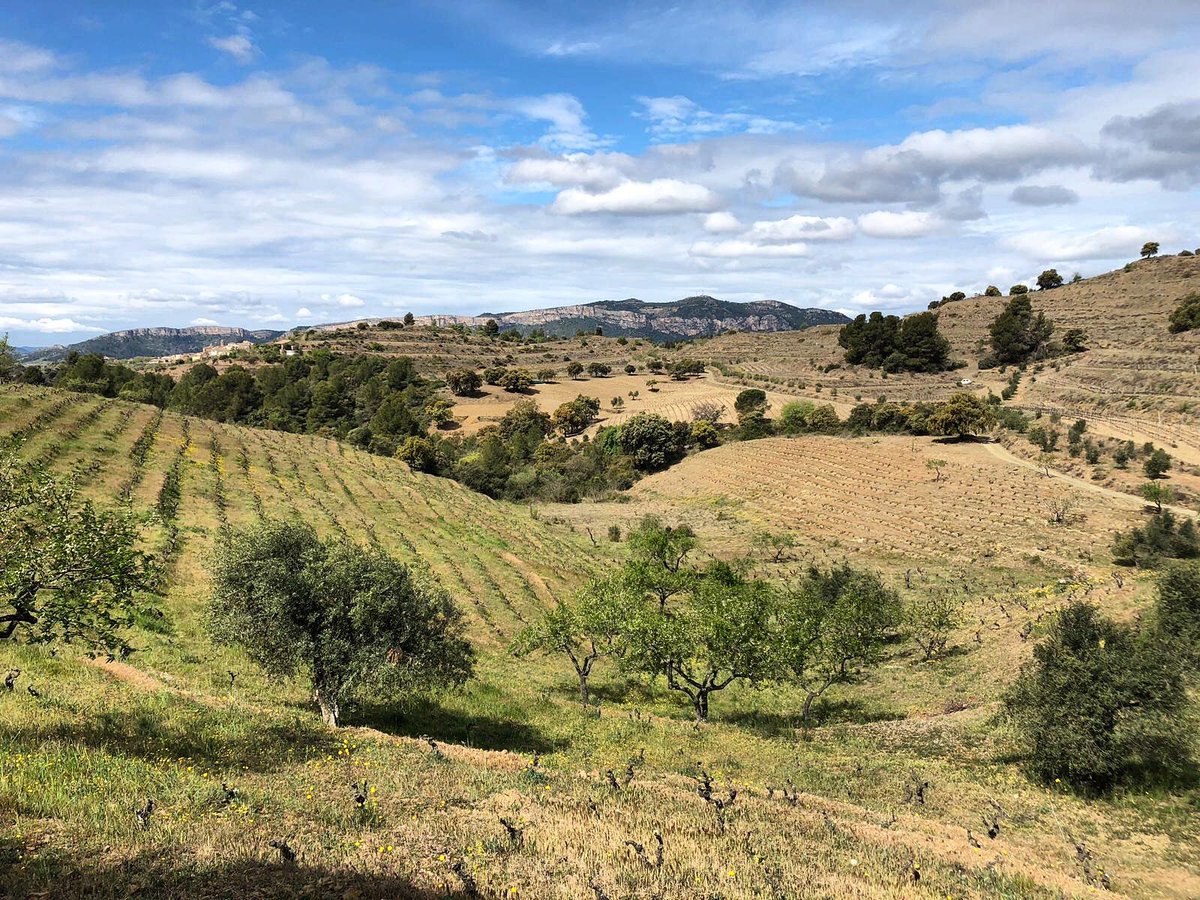 CalidoscopiVins's tweet photo. Un matí a @MasMartinet amb Sara Pérez. Camí Pesseroles, La Figuera, enamorats del Priorat 💚 https://t.co/neo8dpF2Qp