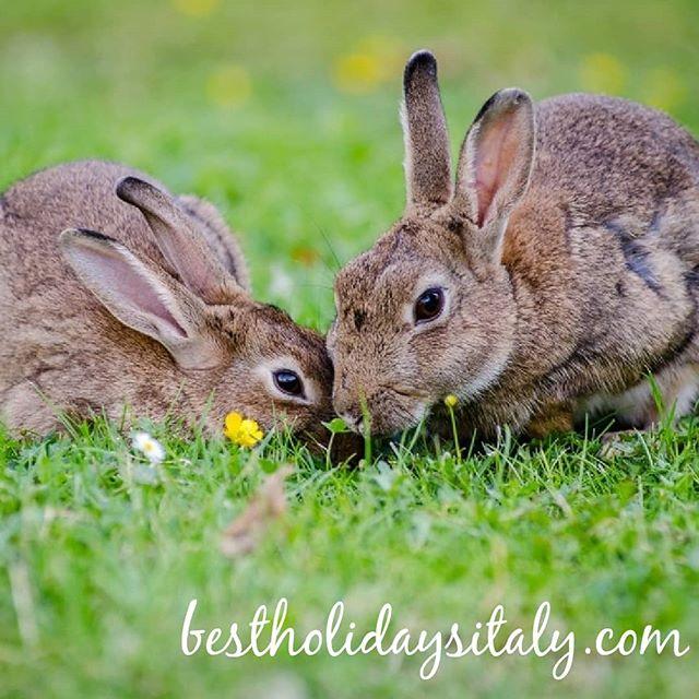 bestvillarental's tweet photo. Where would you spend your next #springholidays ? 
#citybreak or #countryholiday ?
•••••••••••••••••••••••••
#bestholidaysitaly #travelphotography #italyvacation #bestholidaysever https://t.co/aw0aPFWnaL https://t.co/0bTFwCrsxr