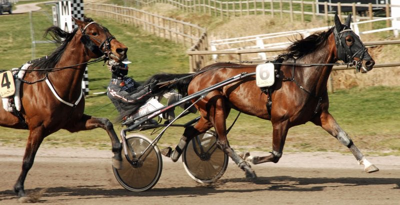 NiklassonMarkus's tweet photo. Seger på Halmstads lunchtrav med Loyaltymakestheman 🥇🏆 https://t.co/weYg7N9fAU