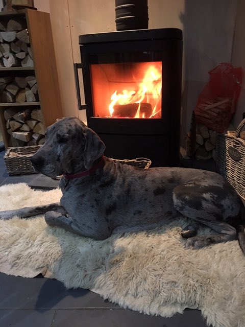 Topstak's tweet photo. Someone is very happy with their new @hwam_uk stove. This 4620 model was recently installed in Beddau with @SchiedelUK ICS chimney system #hwam #chimney #ics #stove #autoair #greatdane #dog #fire #home #cosy https://t.co/7cegYTMsJn