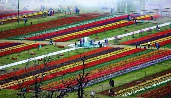 Kashmir_Diary's tweet photo. The #Tulip Gardens of #Kashmir where Innocent #Tulips are Sleeping. Unfortunately People do not have time to visit these #Gardens. https://t.co/fSJW3qZLLz