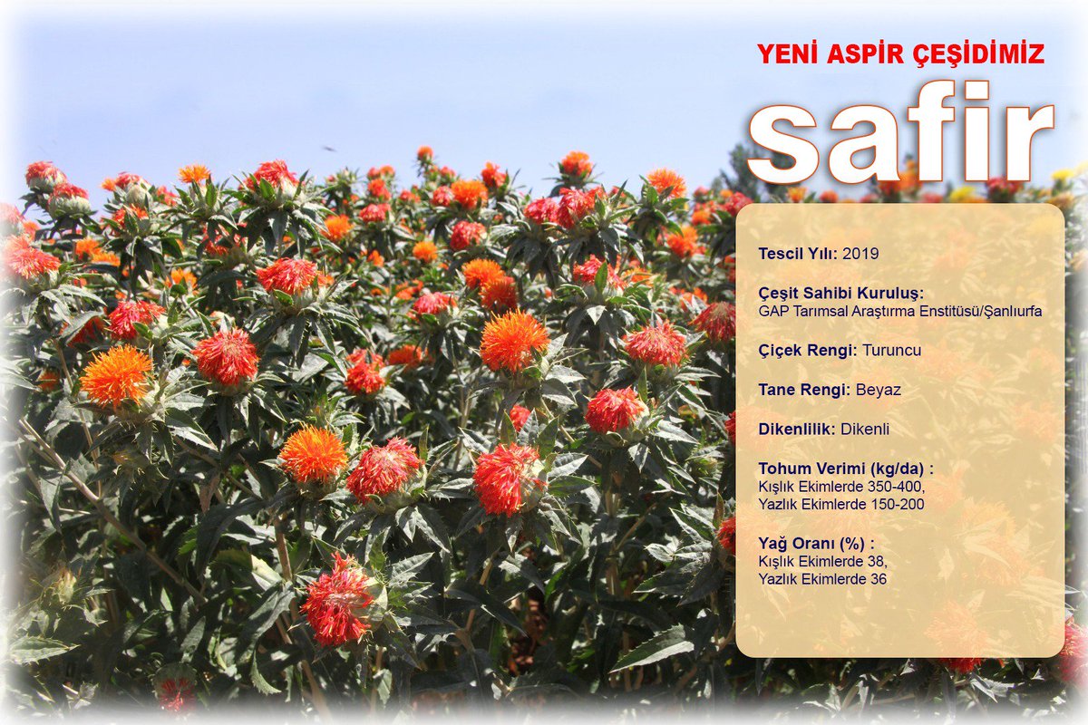 ihcetiner's tweet photo. Yeni Aspir Çeşidimiz: SAFİR

Enstitümüz tarafından tescil başvurusu yapılan Aspir çeşit adayımız "SAFİR" ; 8 Nisan 2019 günü Tohum Tescil ve Sertifikasyon Merkez Müdürlüğünde yapılan tescil toplantısı neticesinde tescil edilmiştir. Ülkemize ve Bölgemize hayırlı olmasını dileriz. https://t.co/PUF1VS7UAg